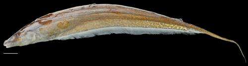 New genus of electric fish discovered in 'lost world' of South America