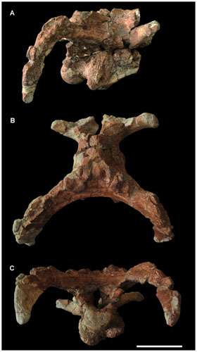 New Hadrosauroid Dinosaur From the Early Late Cretaceous of Shanxi Province, China