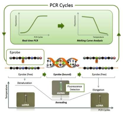 New highly efficient molecular probe for real-time PCR monitoring and genetic testing