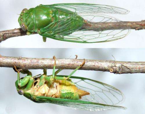 New info on an elusive green cicada
