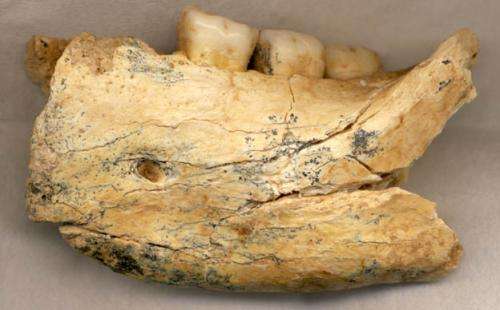 New look at human fossil suggests Eastern Europe was an important pathway in evolution