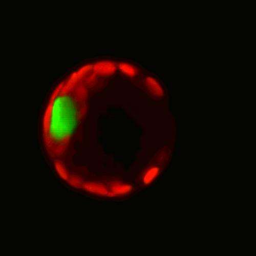New look inside cell nucleus could improve cancer diagnostics