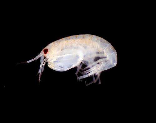 New marine species discovered in Pacific Ocean
