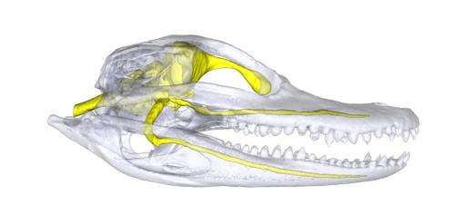 New measurement of crocodilian nerves could help scientists understand ancient animals