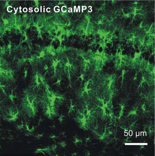 新方法探讨星形胶质细胞对脑功能的影响