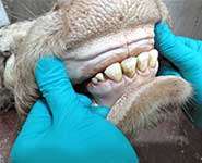 New method to age cattle from their teeth