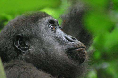 New park protects 15,000 gorillas