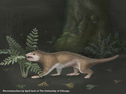 New proto-mammal fossil sheds light on evolution of earliest mammals