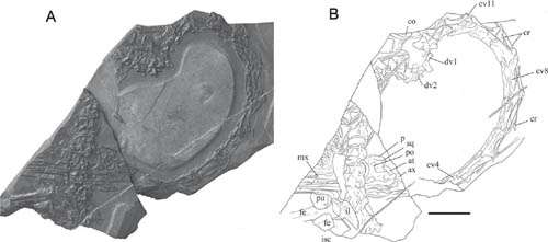New protorosaur found from the middle triassic of southern China