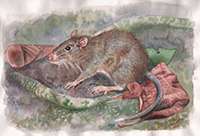 New rat genus discovered in the birthplace of the theory of evolution