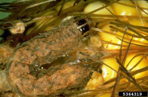 New rearing method may help control of the western bean cutworm