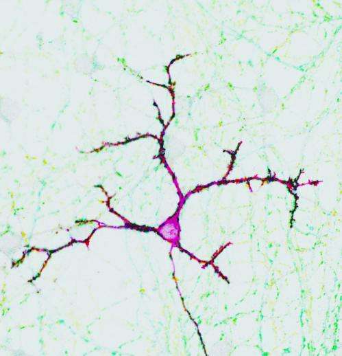 New regulator discovered for information transfer in the brain
