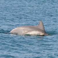 New report reveals insights into Swan River dolphin population