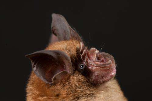 New SARS-like coronavirus discovered in Chinese horseshoe bats