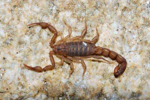 New scorpion discovery near metropolitan Tucson, Arizona