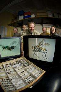 New species of wasp named after Wright State entomologist