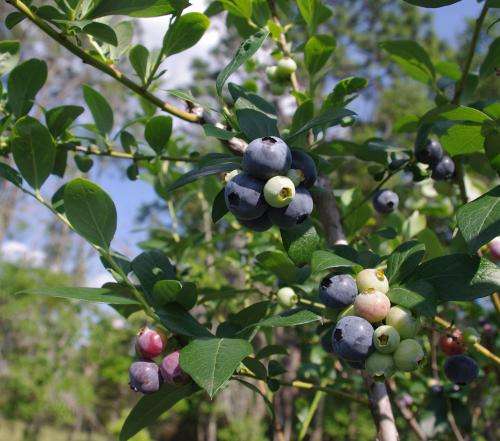 New study informs blueberry flavor selection