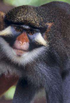 New study on monkeys faces related to environment and social factors