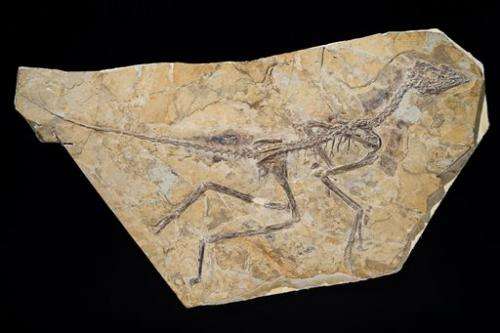 New study restores famed fossil to "bird" branch