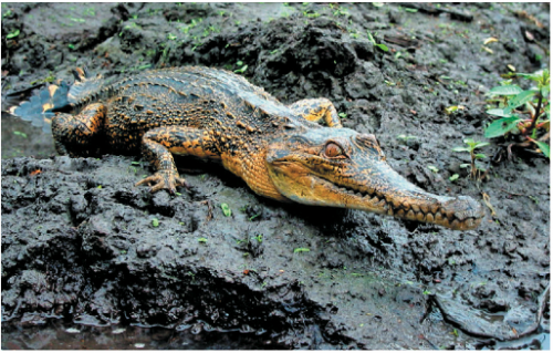 New study sheds light for those working to save world's endangered crocodiles