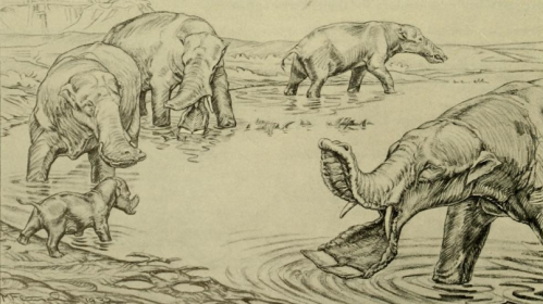 New theory suggests platybelodon had a separate trunk