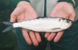 New UMass Amherst research shows fishways have not helped fish