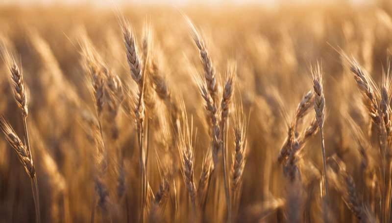 No clear evidence that celiac disease increasing because farmers growing higher-gluten wheat