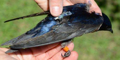 No early birds getting the worms: York U study finds songbirds risk missing peak food supply