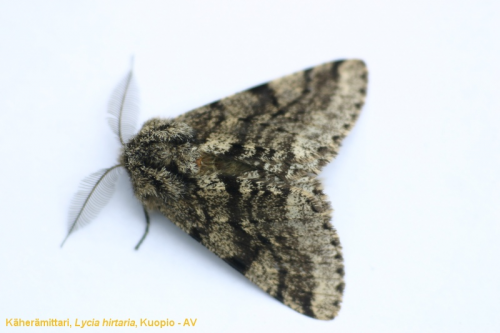 Northern moths may fare better under climate warming than expected