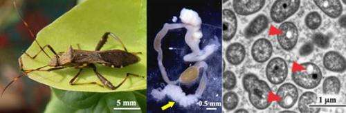 Novel biological function of polyester in insect-bacterium symbiosis