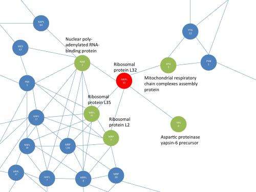 Novel insights into the evolution of protein networks