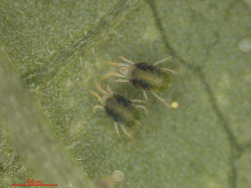 Novel natural nanomaterial spins off from spider-mite genome sequencing