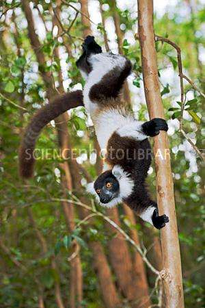 'Nursery nests' are better for survival of young black-and-white ruffed lemurs