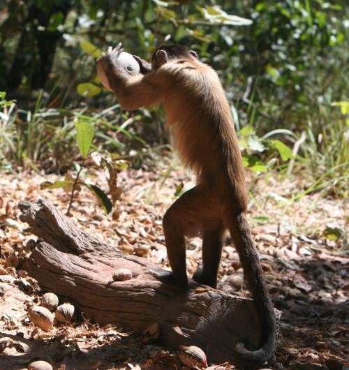 Nut-cracking monkeys use shapes to strategize their use of tools