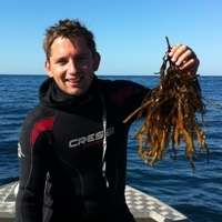 Ocean heatwave decimates vital WA seaweed habitat