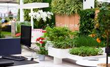 Office plants boost well-being at work