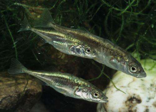 Oh brother, where art thou? Sticklebacks prefer to be with relatives