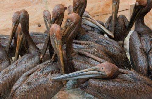 Oil covered brown pelicans found off the Louisiana coast await cleaning in Buras, Louisiana, on June 11, 2010