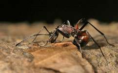 Oil palm plantations leave ants isolated