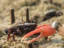 Old crabs wave longer, not harder, in order to attract young females