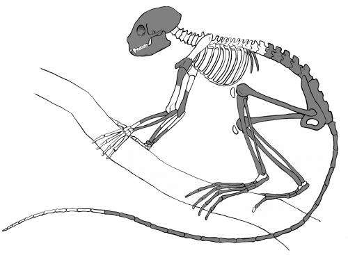 Oldest primate skeleton discovered