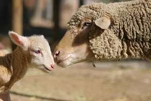 Omega-6 key to female lamb conception