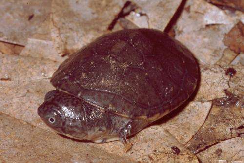 One extinct turtle less - Turtle species in the Seychelles never existed