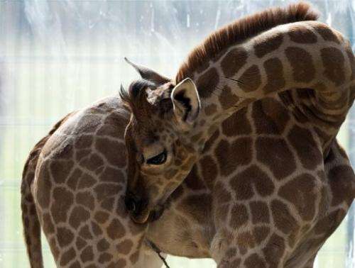 One-month-old Ugandan giraffe calf Eric scratches an itch in his enclosure at Berlin's Tierpark zoo on April 19, 2013