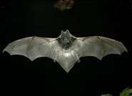 One of UK's rarest bats spotted in Wiltshire woods