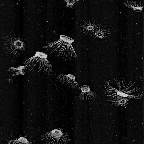 Online citizen scientists: Classify plankton images