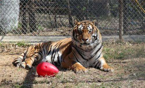 Op should reduce Texas tiger's arthritic pain