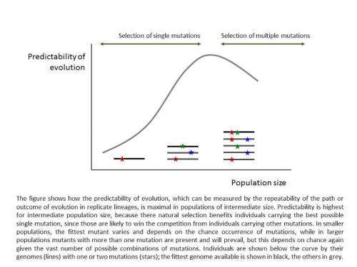 Optimal population size allows maximum predictability of evolution
