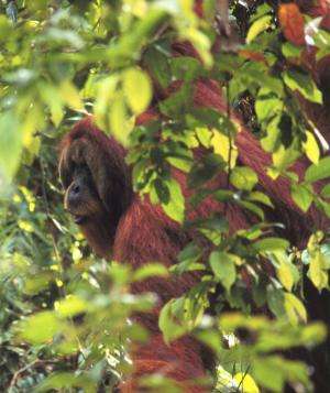 Orangutans plan their future route and communicate it to others