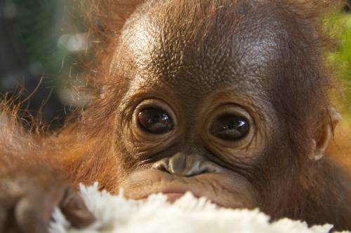 Orphan orangutans return to the wild
